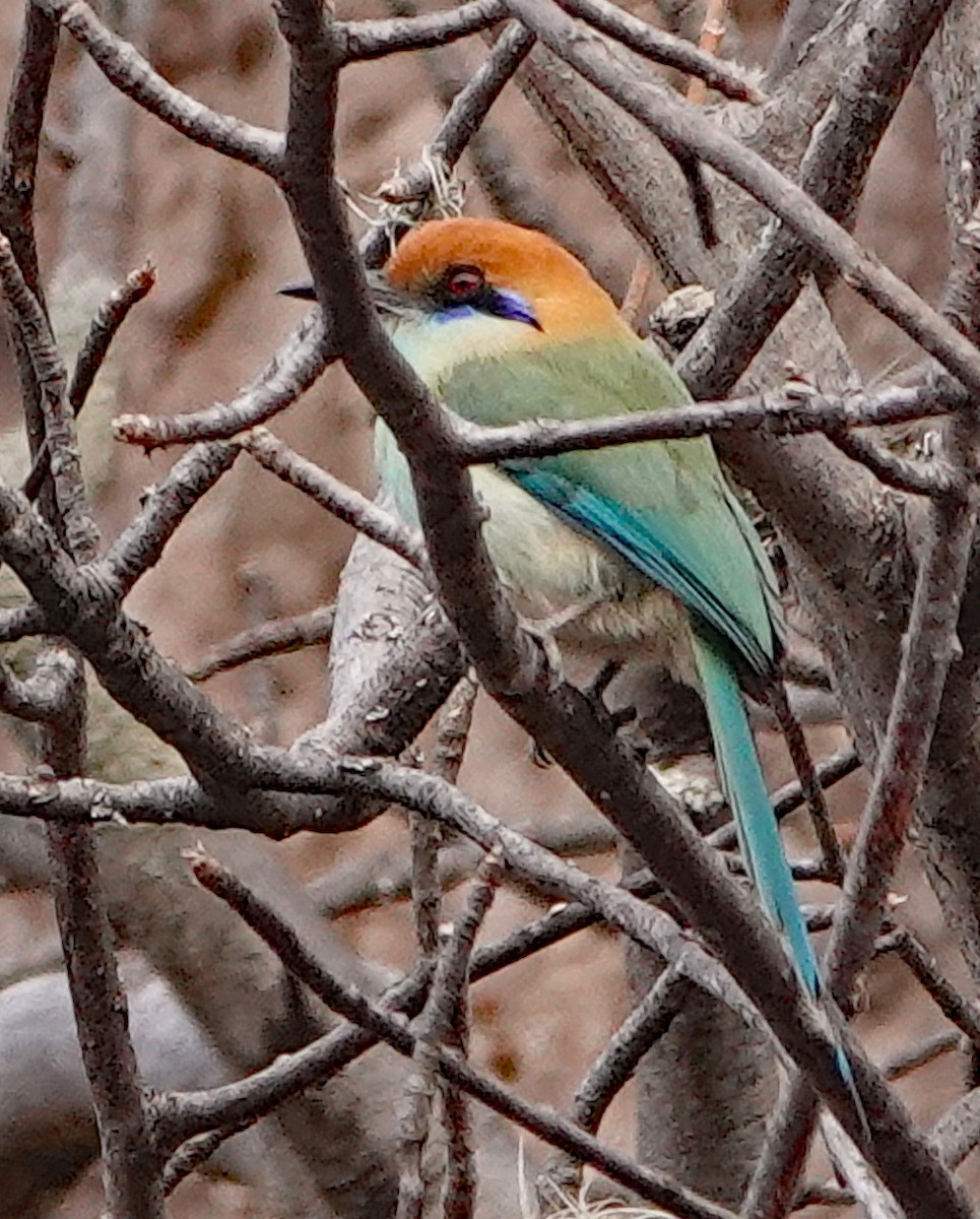 Russet-crowned Motmot - ML613241627