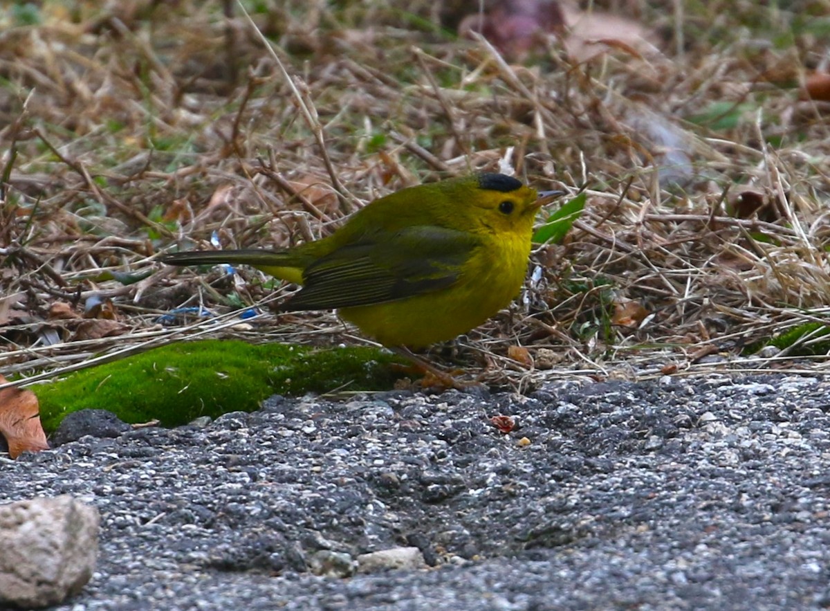 Wilson's Warbler - ML613241642