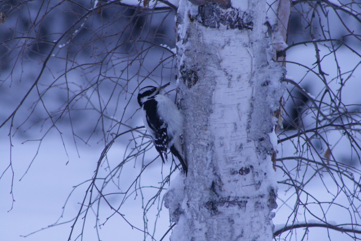 Hairy Woodpecker - ML613241655