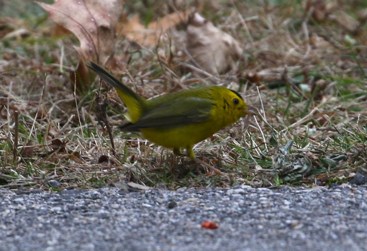 Wilson's Warbler - Ethan Ring