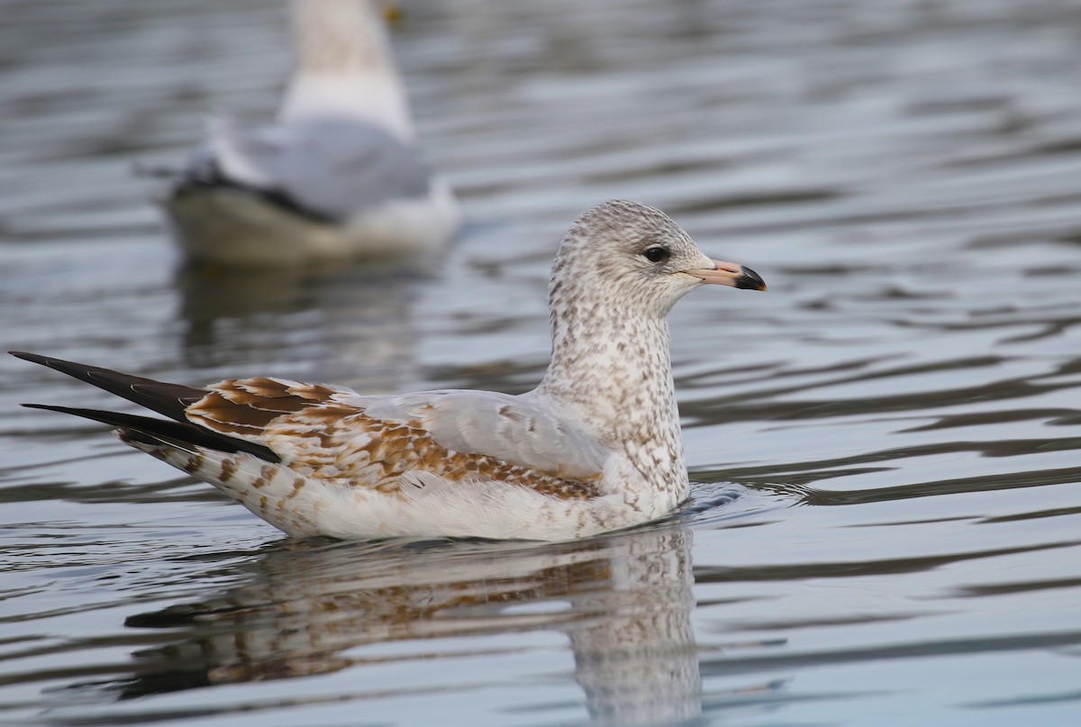 Ring-billed Gull - ML613241712