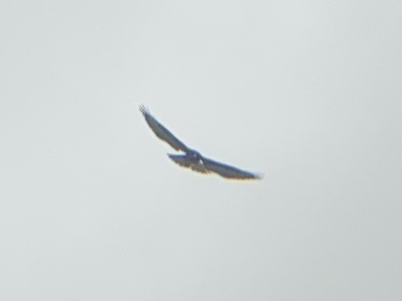 Short-tailed Hawk - Mark Wulfe