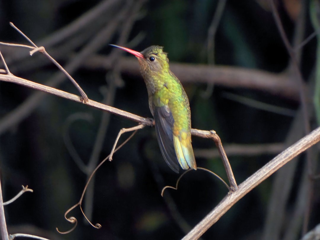 Gilded Hummingbird - Henrique Heidi Horiyshi
