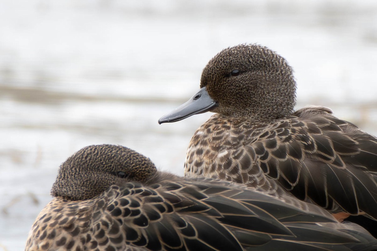 Andean Teal (Andean) - ML613241738