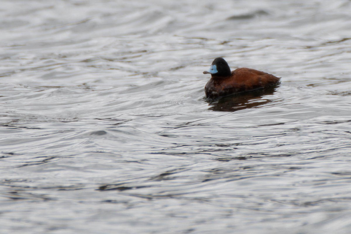 Andean Duck (ferruginea) - Kaleb Anderson