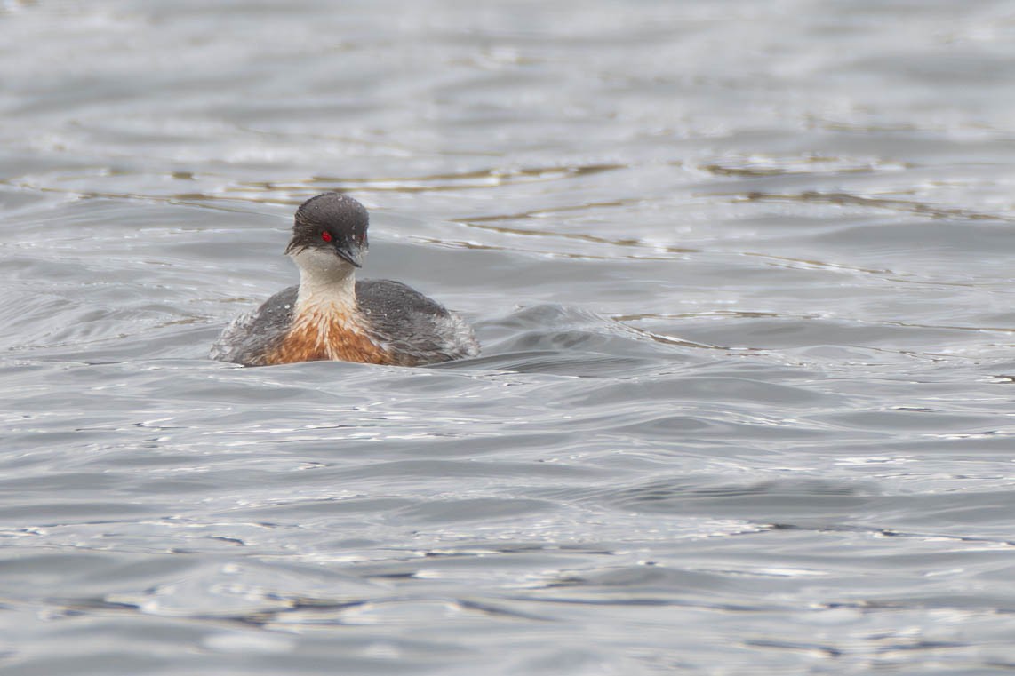 Silvery Grebe - ML613241753