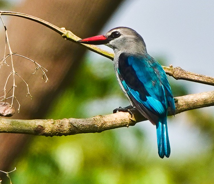 Woodland Kingfisher - Arden Anderson