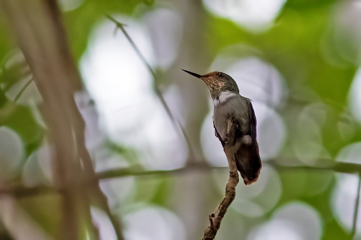 Frilled Coquette - ML613241784