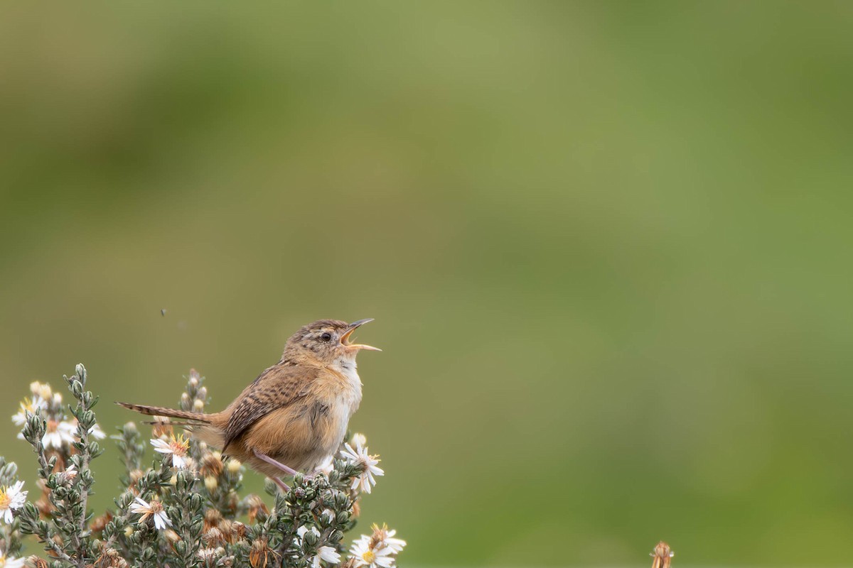 Grass Wren (Paramo) - ML613241882