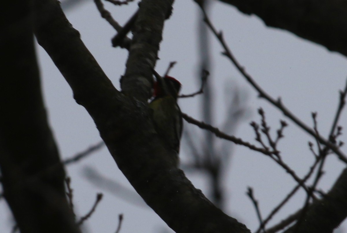 Yellow-bellied Sapsucker - Ethan Ring