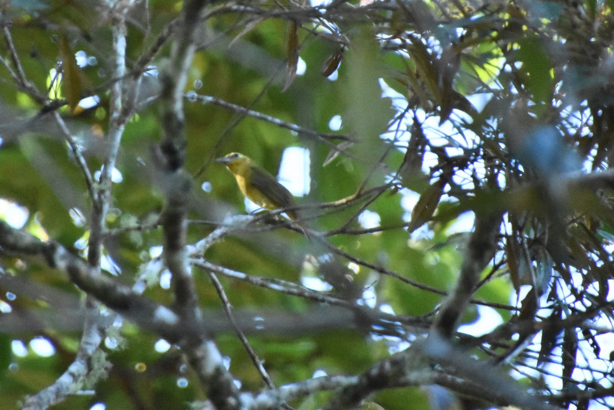 tanager sp. (Piranga sp.) - Anonymous