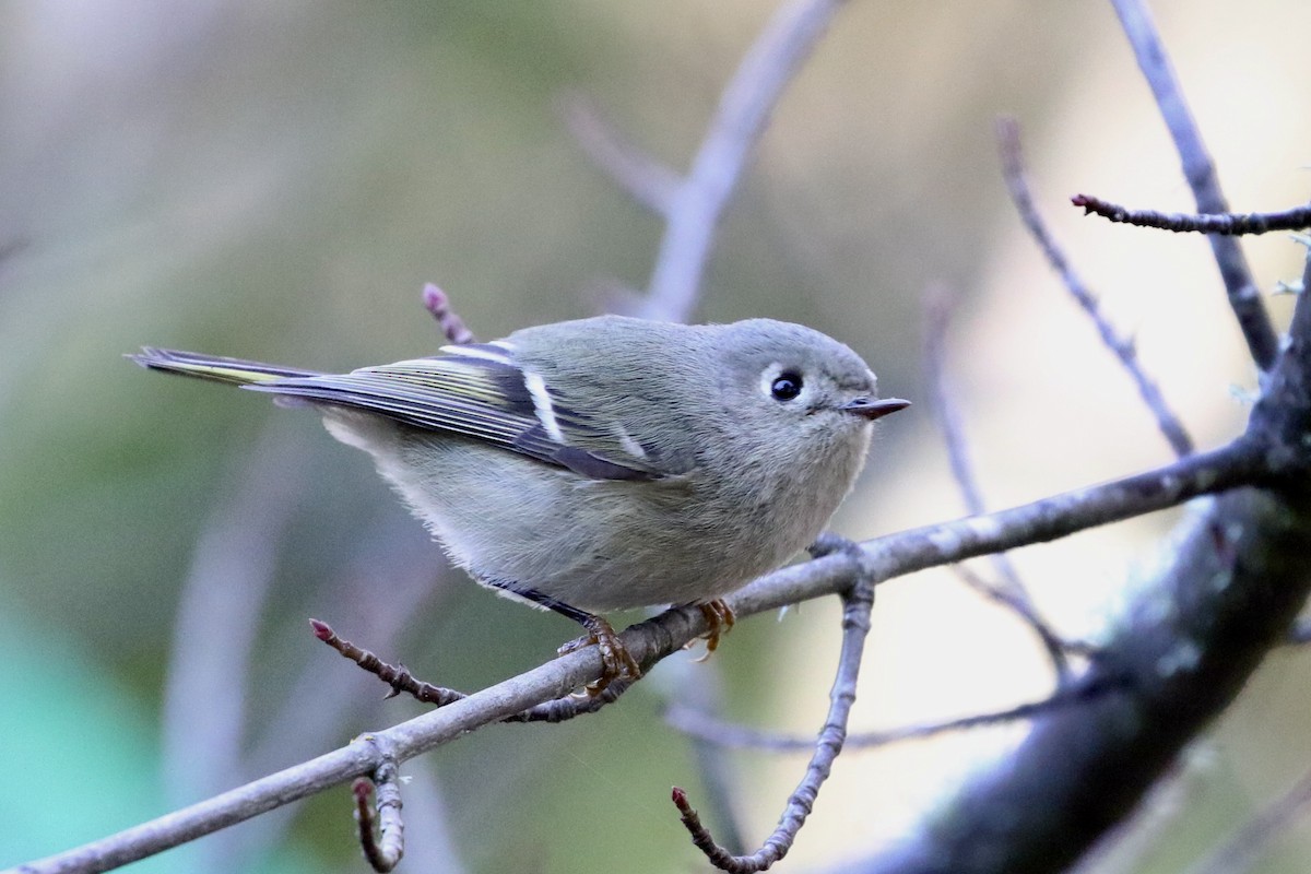 Ruby-crowned Kinglet - ML613241980