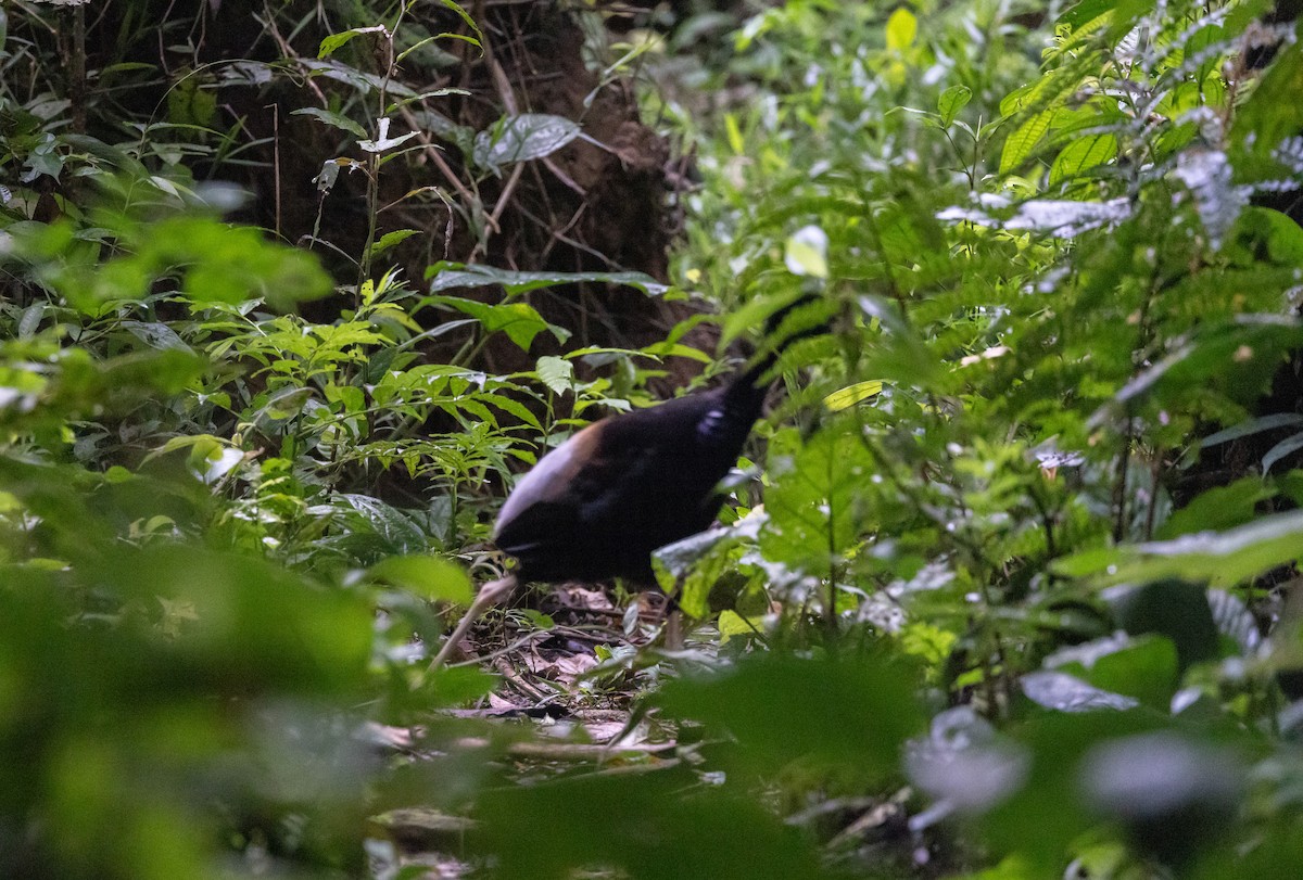 Gray-winged Trumpeter (Napo) - ML613242049