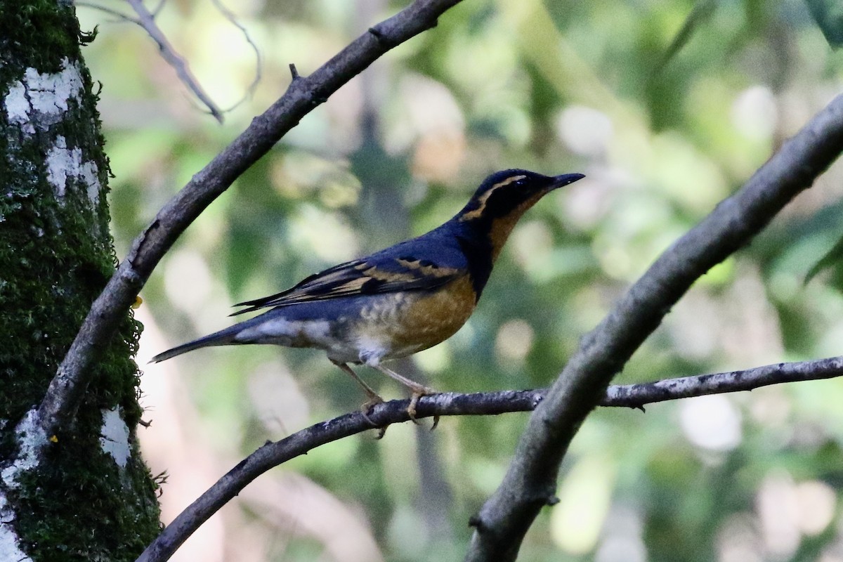 Varied Thrush - ML613242099