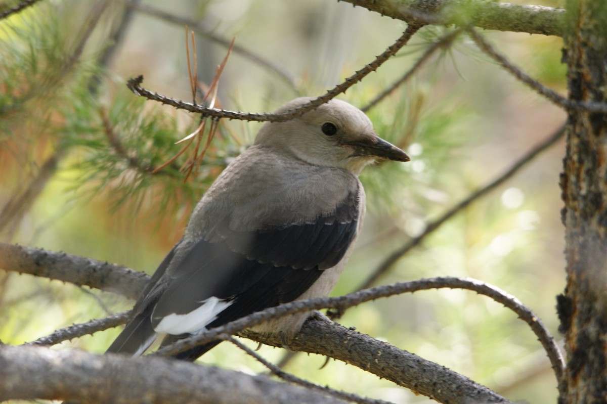 Clark's Nutcracker - ML613242181