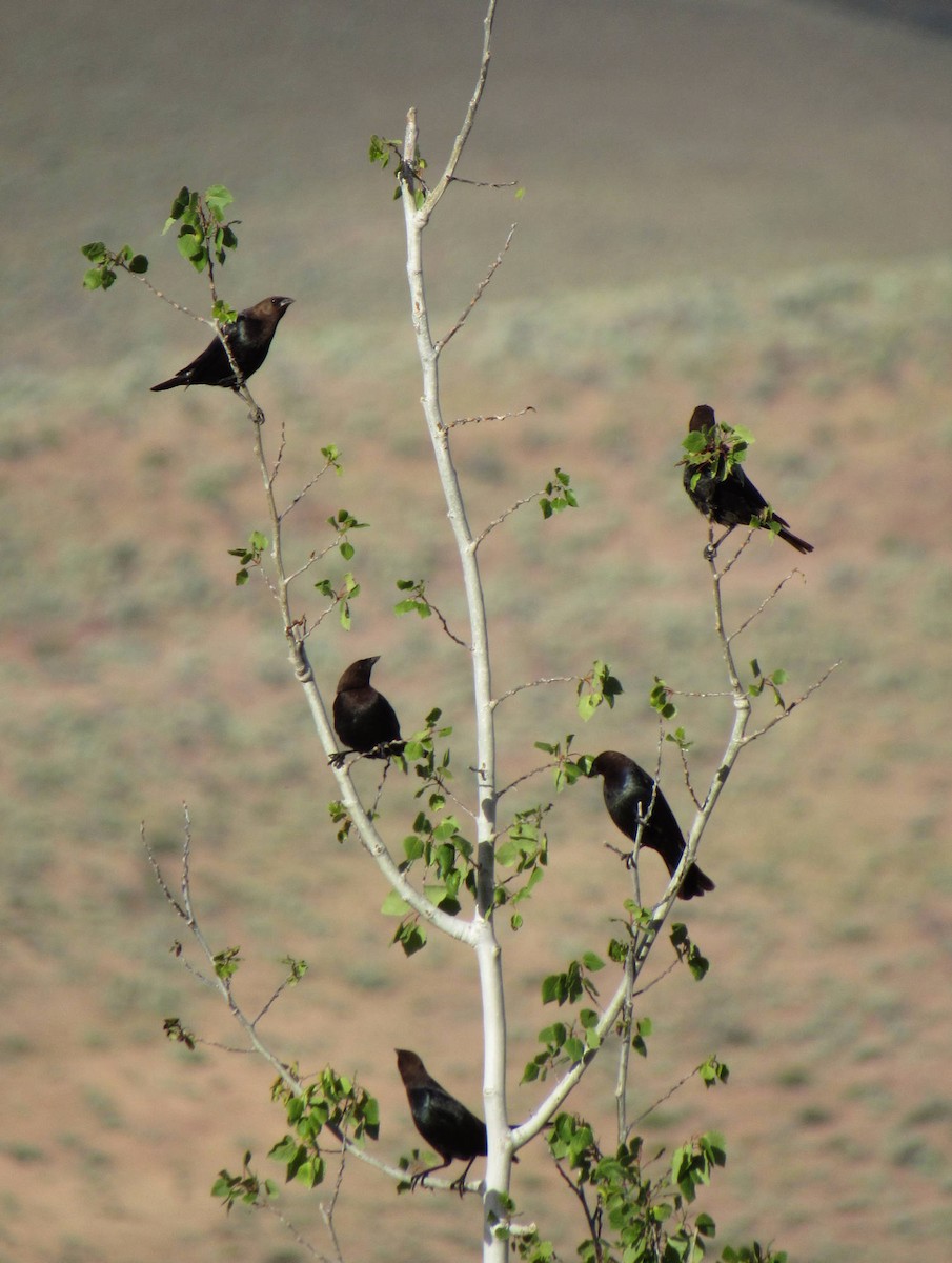 Brown-headed Cowbird - ML61324221