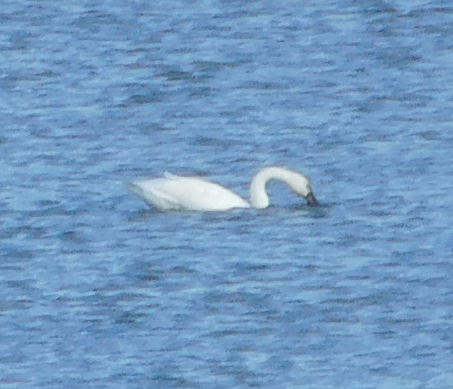 Tundra Swan - ML613242219