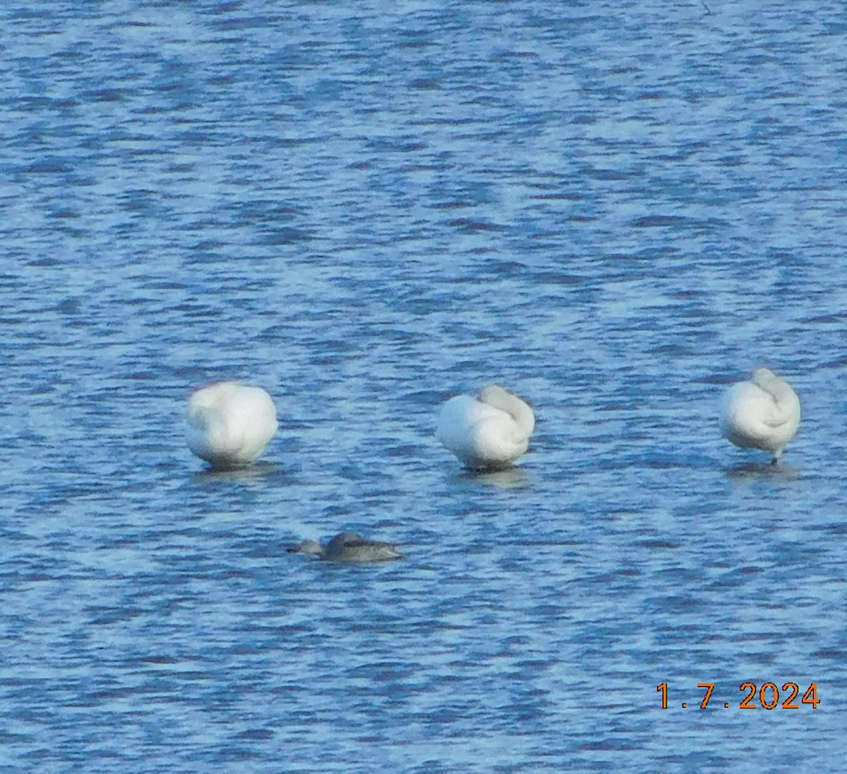 Tundra Swan - ML613242240