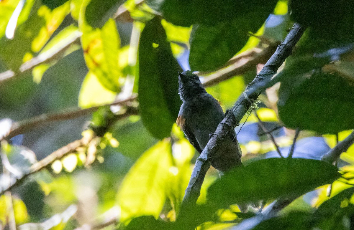 Plañidera Cenicienta - ML613242330