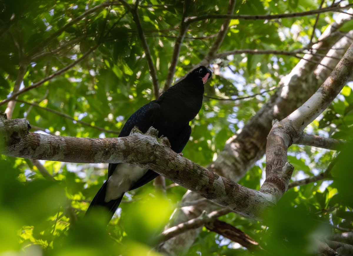 Salvin's Curassow - Jay McGowan