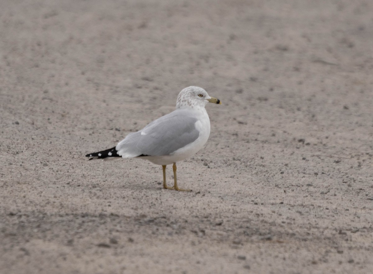 Ring-billed Gull - ML613242357