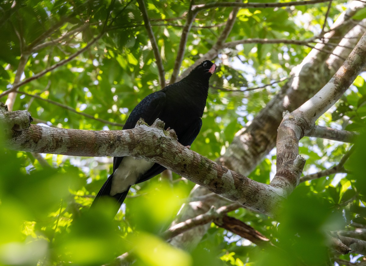 Salvin's Curassow - ML613242362