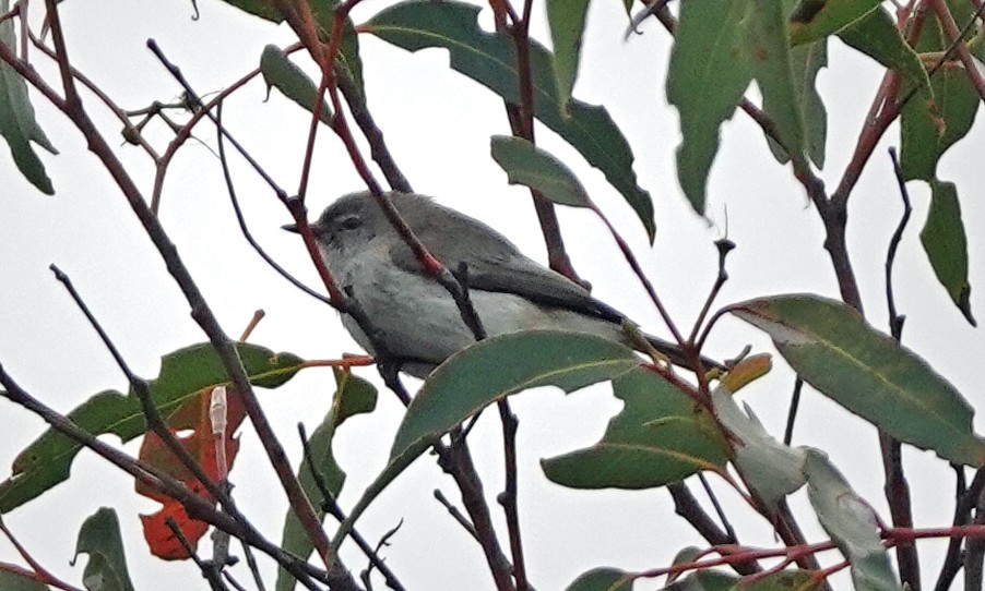 Western Gerygone - ML613242415