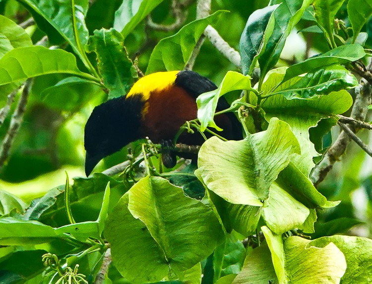 Yellow-mantled Weaver - Arden Anderson
