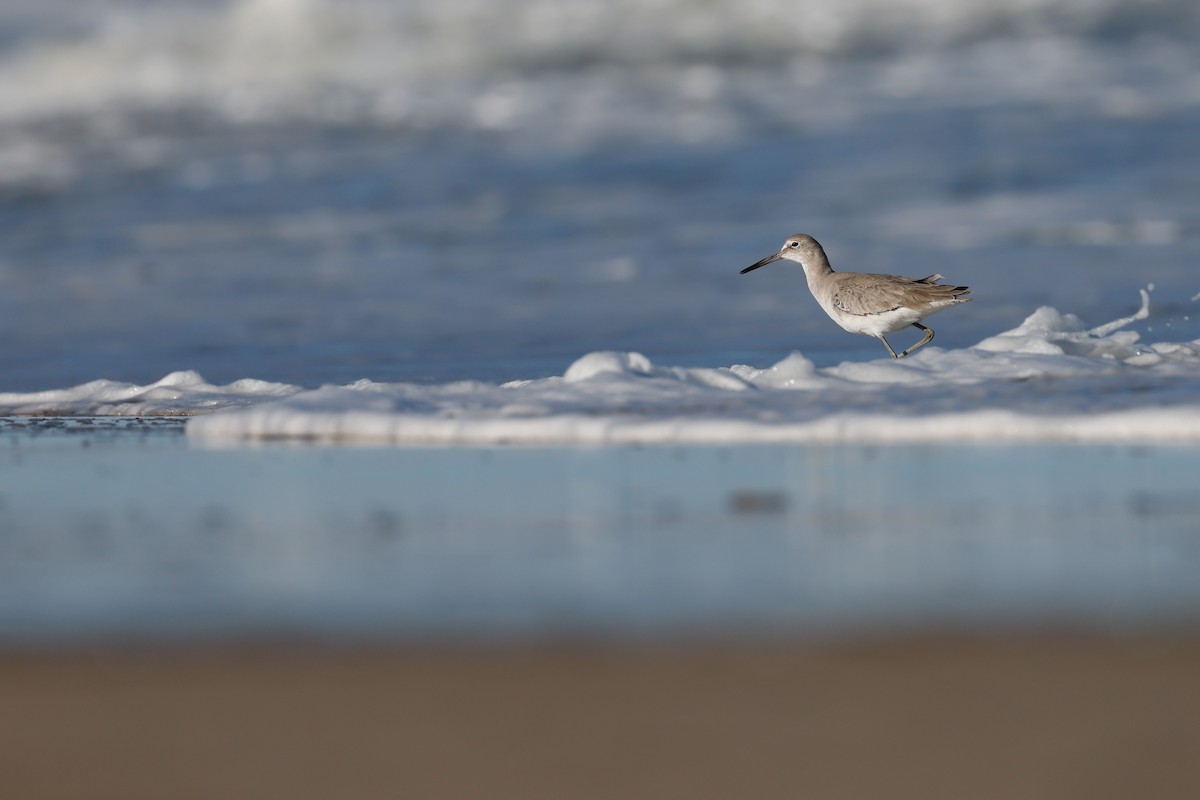 Willet - ML613242460