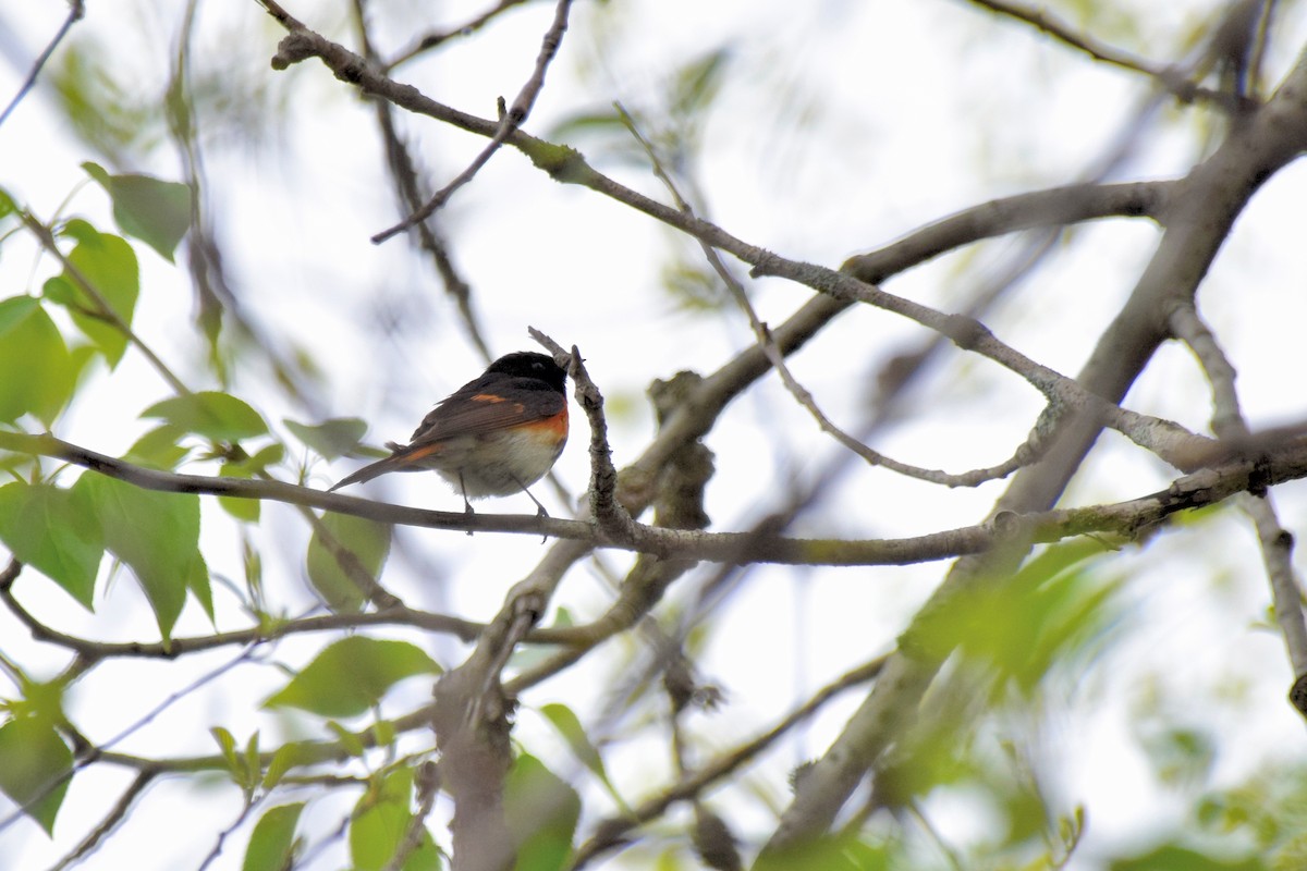 American Redstart - ML613242509