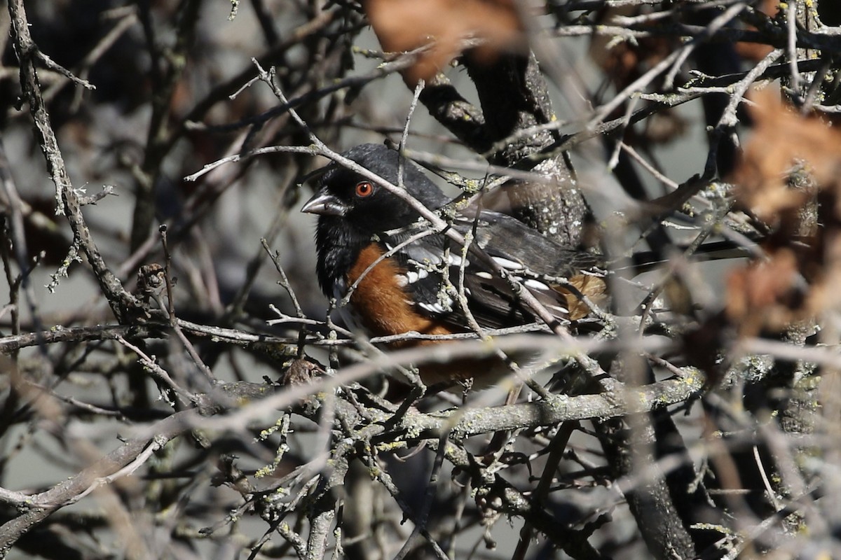 Spotted Towhee - ML613242510