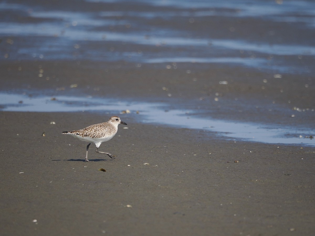 Black-bellied Plover - ML613242529