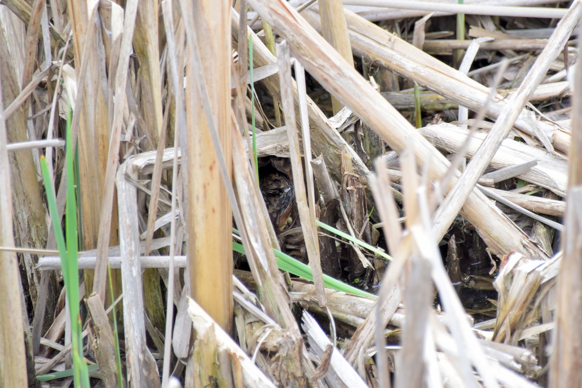 Virginia Rail (Virginia) - ML613242532