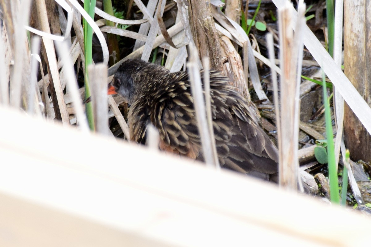 Virginia Rail (Virginia) - ML613242556