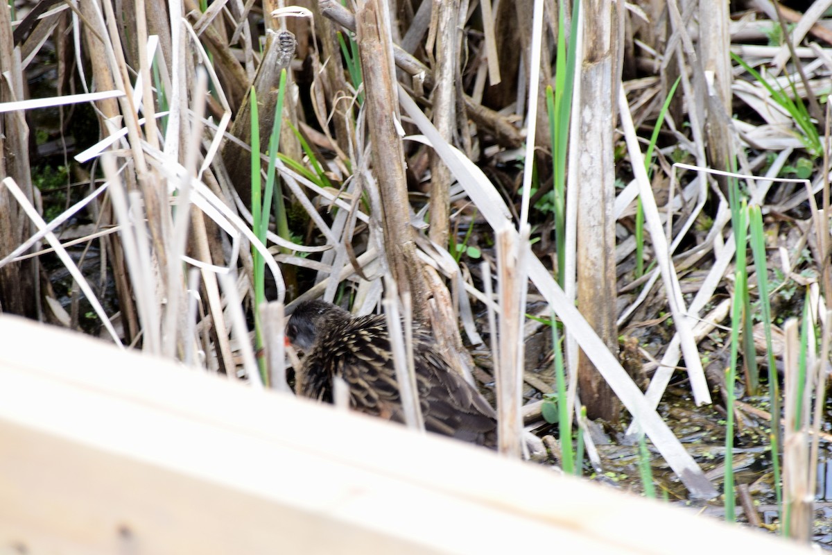 Virginia Rail (Virginia) - ML613242563