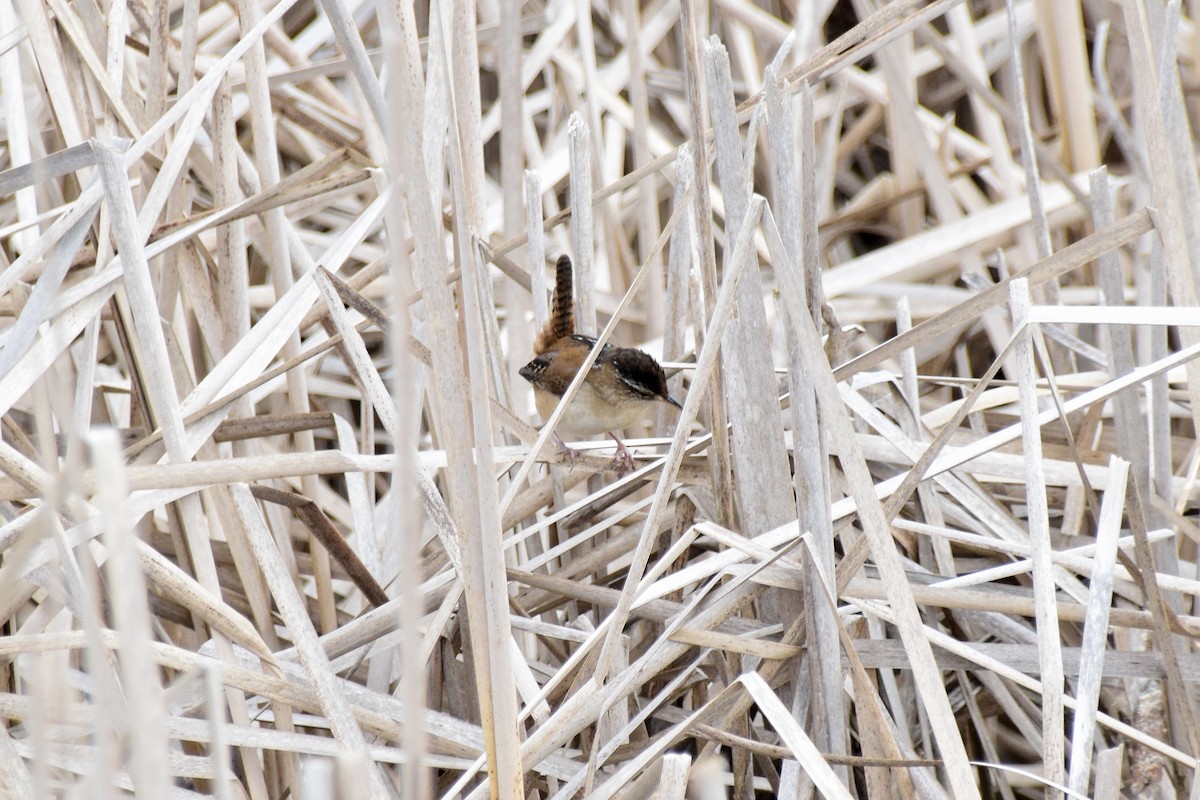 Marsh Wren (palustris Group) - Mathieu Langlois