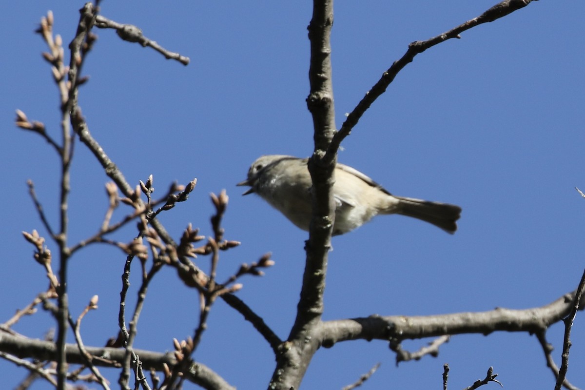 Oak Titmouse - ML613242579