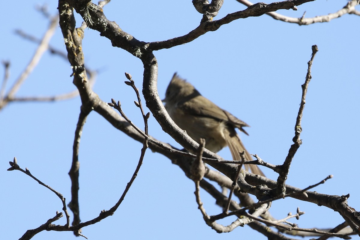 Oak Titmouse - ML613242580