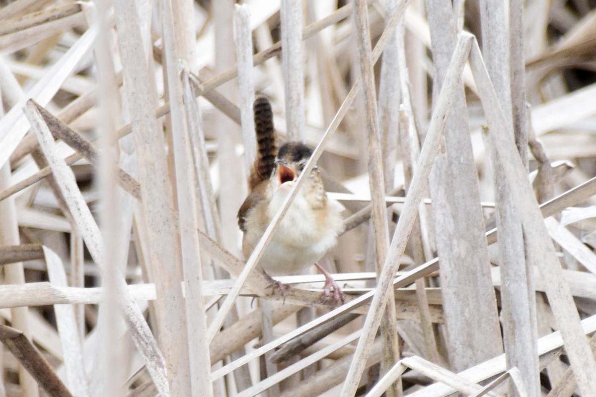 ハシナガヌマミソサザイ（palustris グループ） - ML613242583