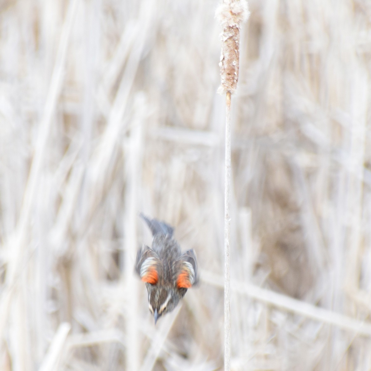 Al Kanatlı Karatavuk [phoeniceus grubu] - ML613242606