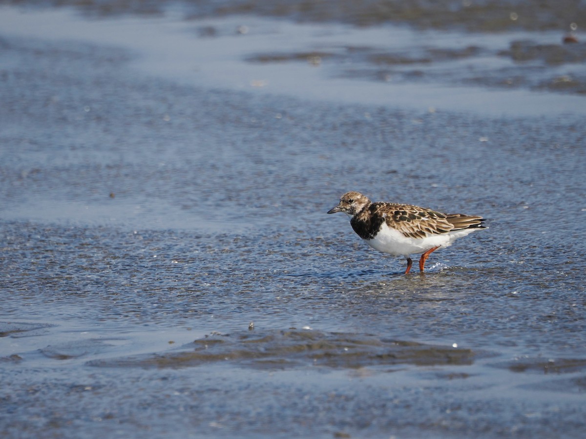 Ruddy Turnstone - ML613242629