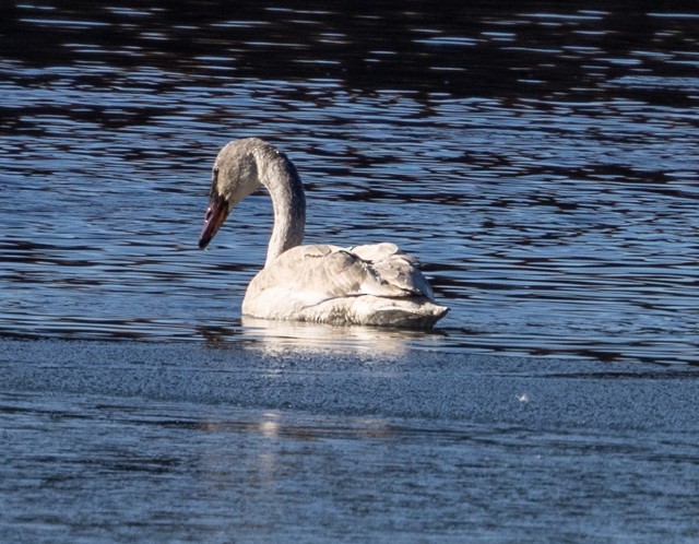 Trumpeter Swan - ML613242643