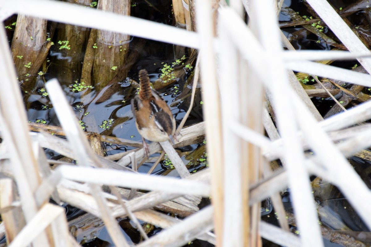 Marsh Wren (palustris Group) - ML613242655