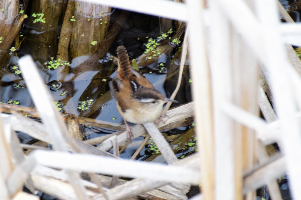 Marsh Wren (palustris Group) - ML613242664