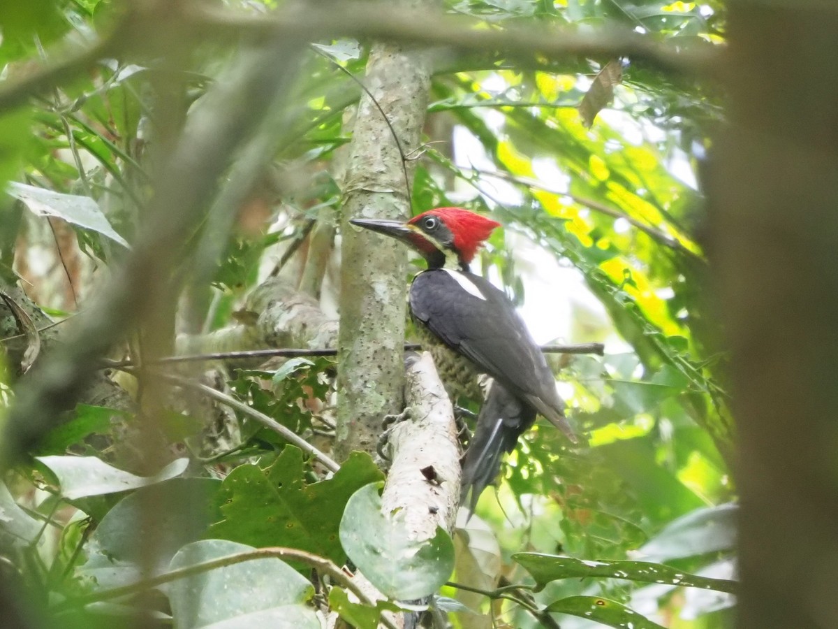 Lineated Woodpecker - Richard Kaskan