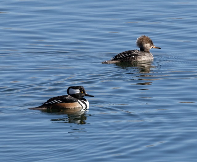 Hooded Merganser - ML613242671