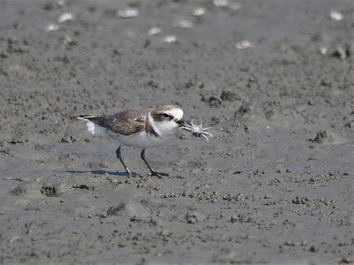 Kentish Plover - ML613242672