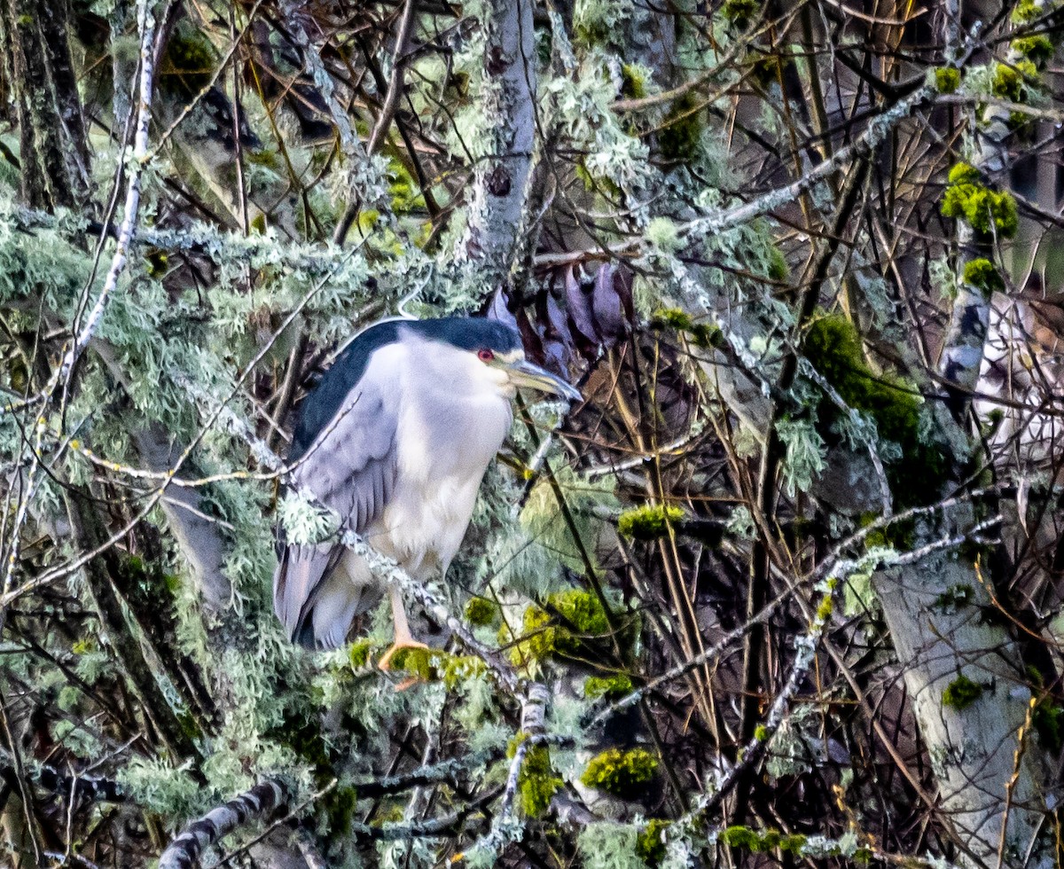 Black-crowned Night Heron - ML613242673