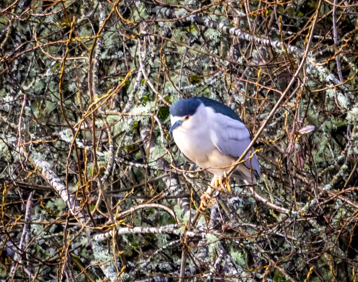 Black-crowned Night Heron - ML613242680