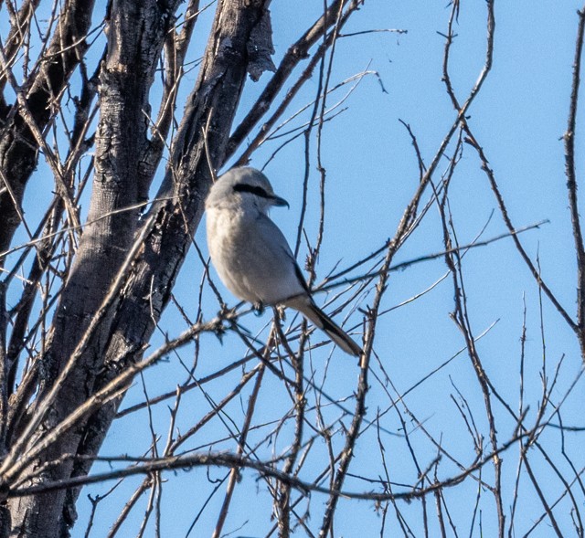 Northern Shrike - Sonya Keene